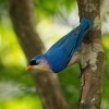 Brhlik cervenozoby - Sitta frontalis - Velvet-fronted Nuthatch o6548